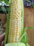 image of sweetcorn #25