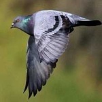 image of bird
