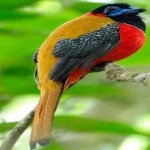 image of bird