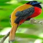 image of red_naped_trogon #14