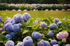 image of bush