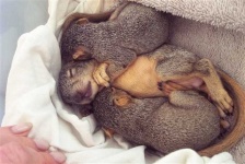 image of fox_squirrel