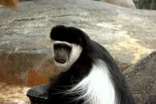 image of colobus #3