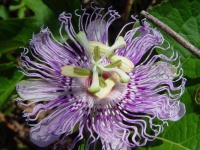 image of flower