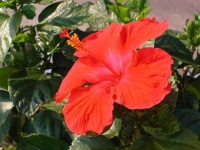 image of flower
