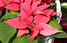 image of poinsettia #20