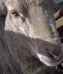 image of animal