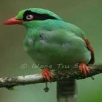 image of bird