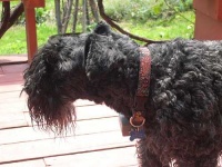 image of kerry_blue_terrier