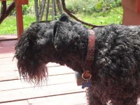 image of kerry_blue_terrier #9