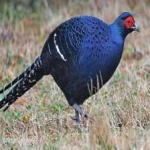 image of bird