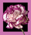 image of flower