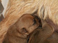image of norfolk_terrier