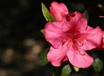 image of flower