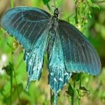 image of animal