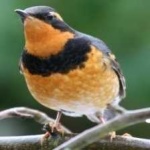 image of bird