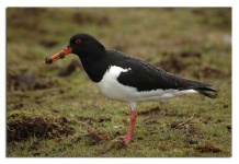 image of oystercatcher