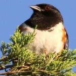 image of bird