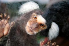 image of marmoset