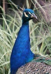 image of peacock