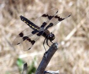 image of dragonfly