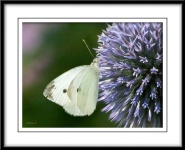 image of cabbage_butterfly
