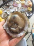 image of oyster #10
