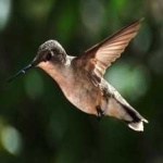 image of bird
