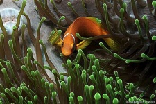 image of anemone_fish