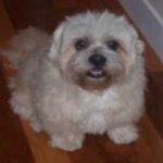 image of animal