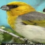 image of bird