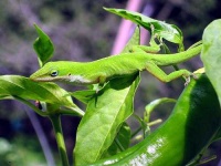 image of green_lizard