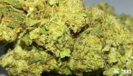 image of blueberry