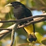 image of bird