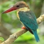 image of bird