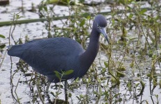 image of little_blue_heron