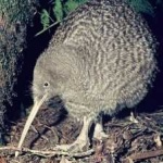 image of bird