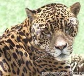 image of jaguar_car