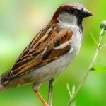 image of bird