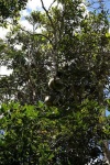 image of indri