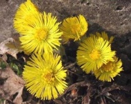 image of flower