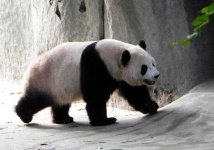 image of animal