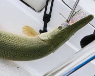 image of gar