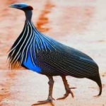 image of bird