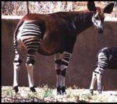 image of animal