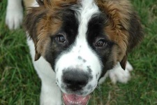 image of saint_bernard