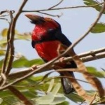 image of bearded_barbet #7