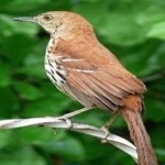 image of bird