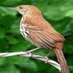 image of brown_thrasher #10