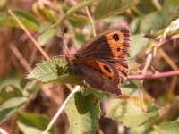image of ringlet